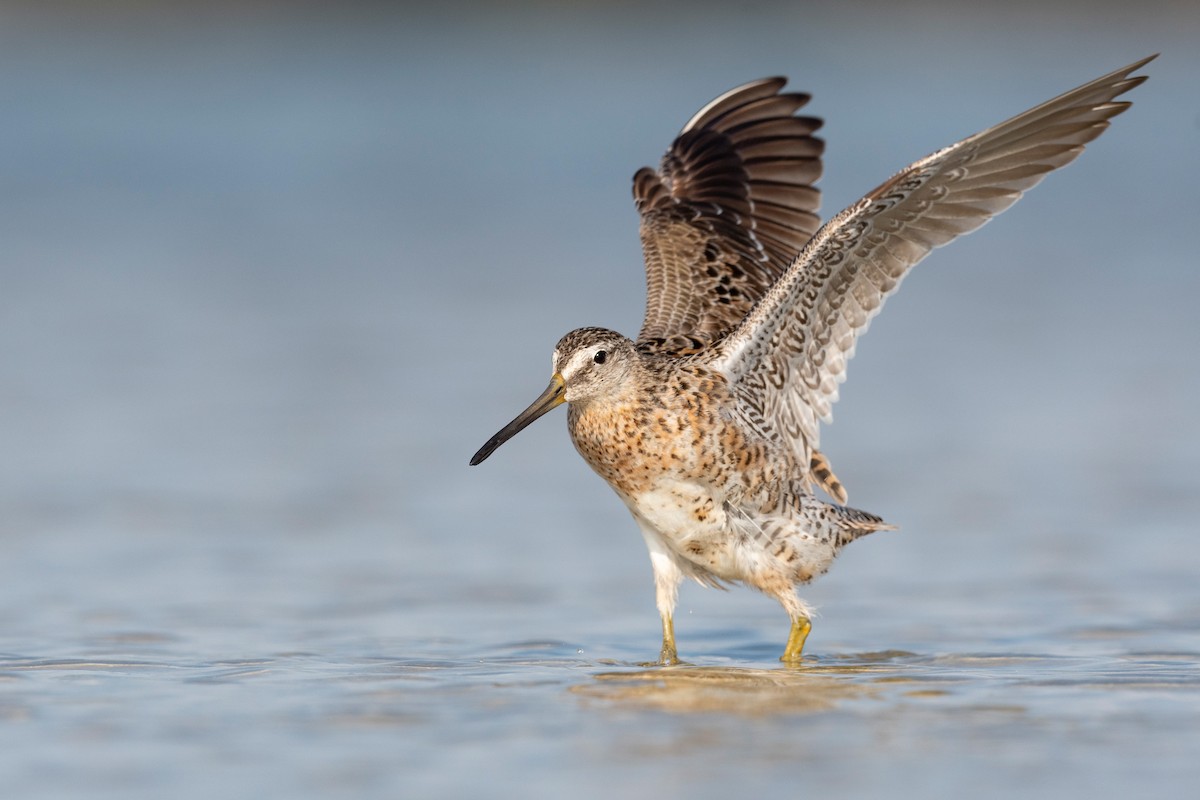 Short-billed Dowitcher - ML620818875