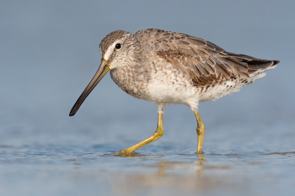 Short-billed Dowitcher - ML620818876