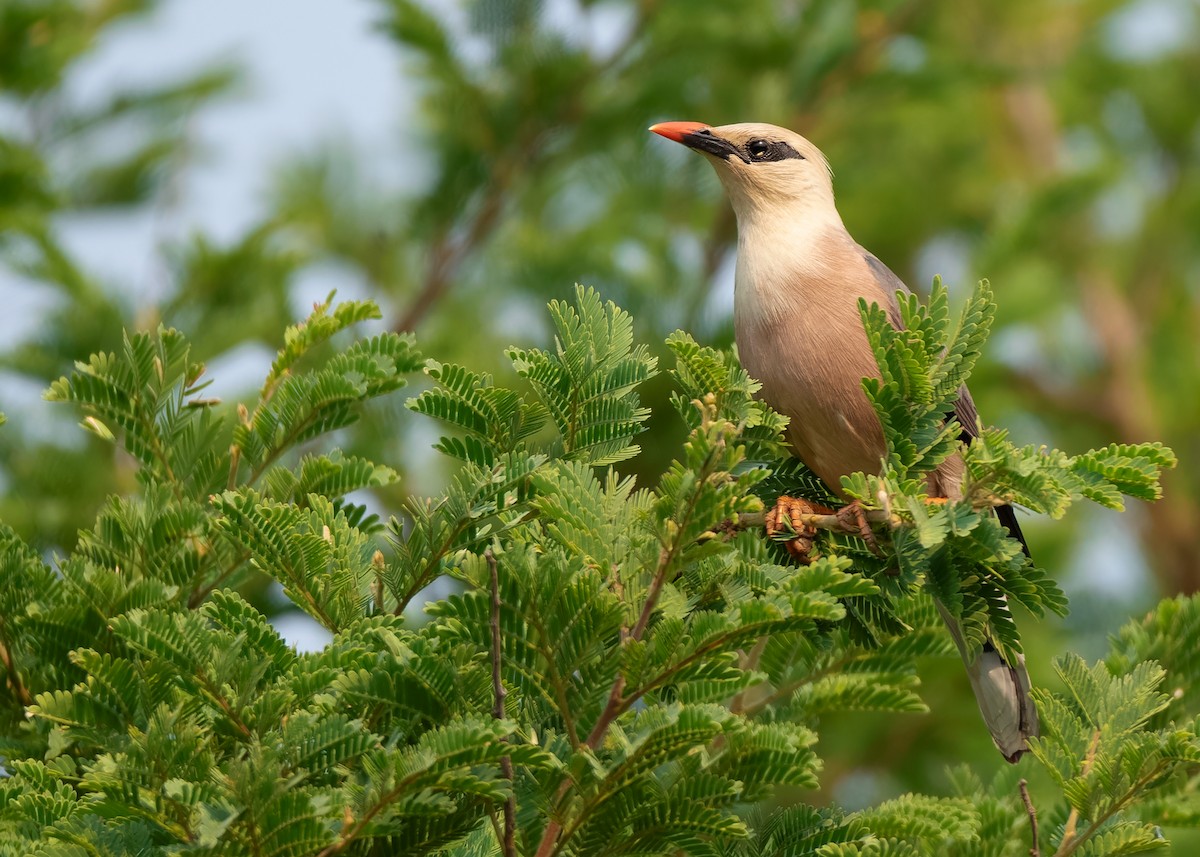 Burmese Myna - ML620818880