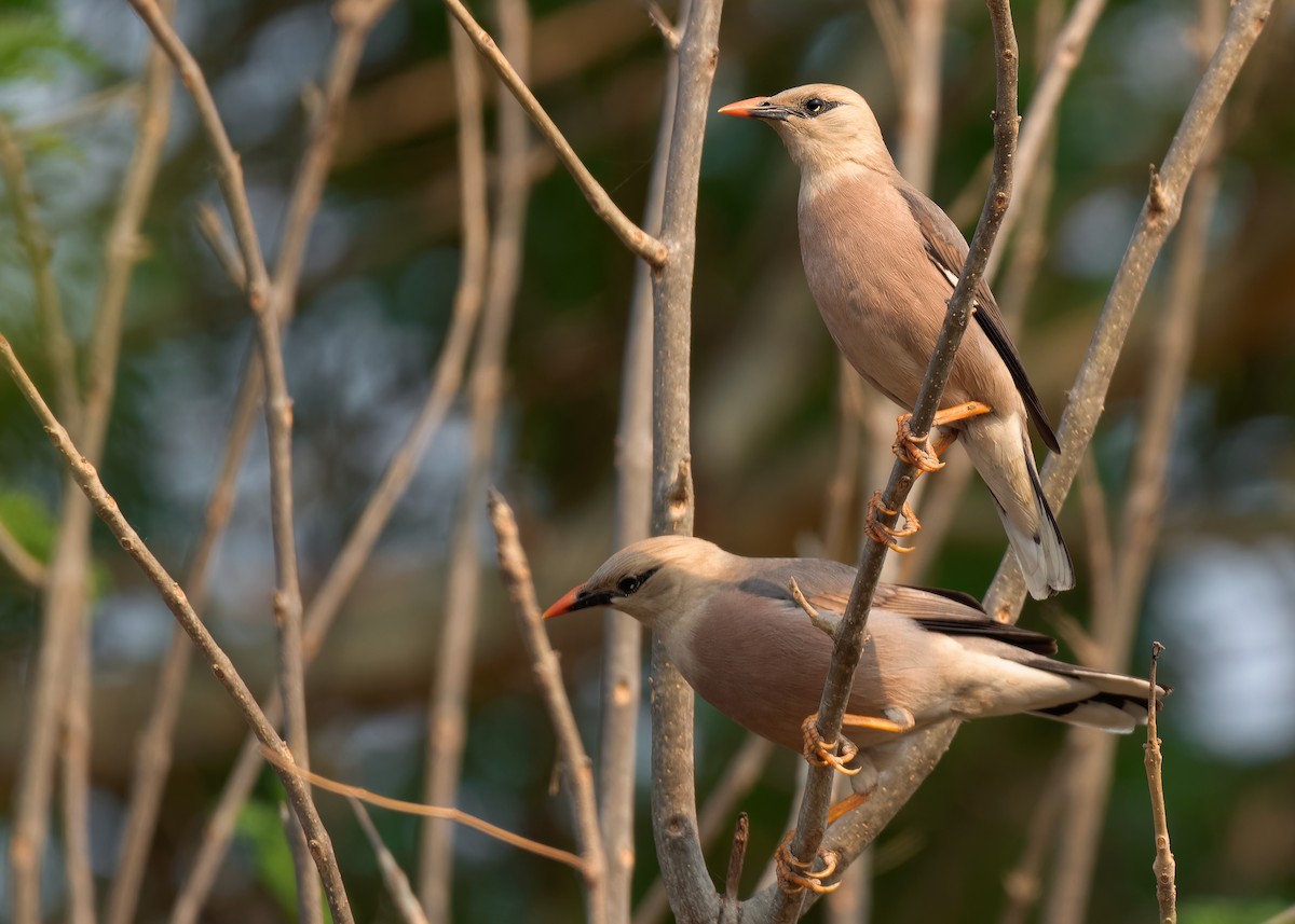 Burmese Myna - ML620818885