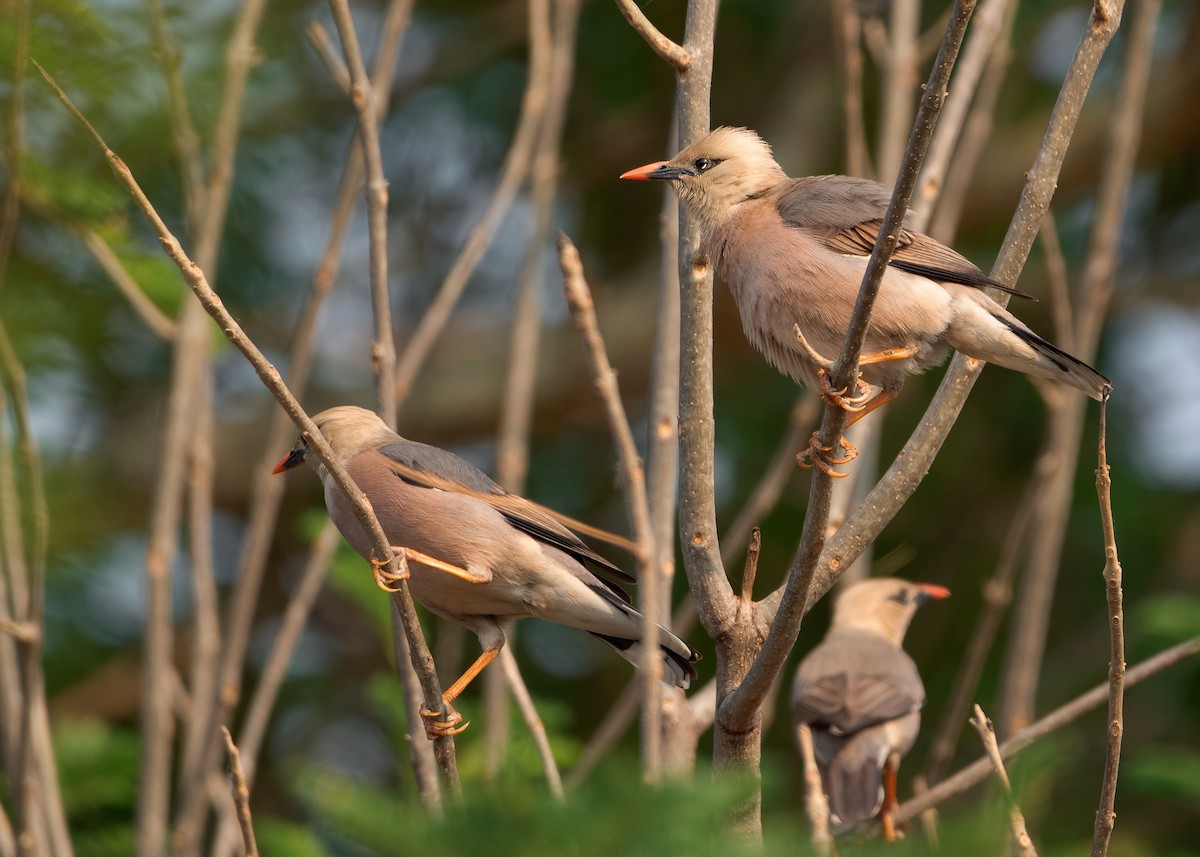 Burmese Myna - Ayuwat Jearwattanakanok