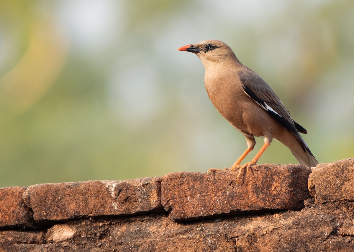 Burmese Myna - ML620818887