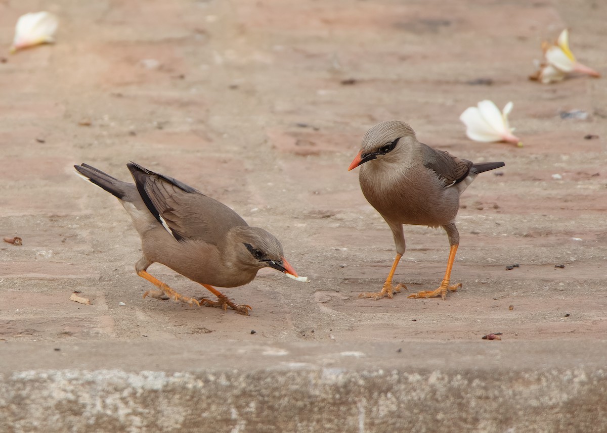 Burmese Myna - ML620818888