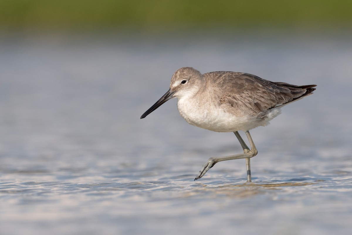 Willet - ML620818892