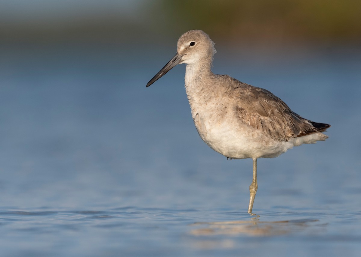 Willet - ML620818893