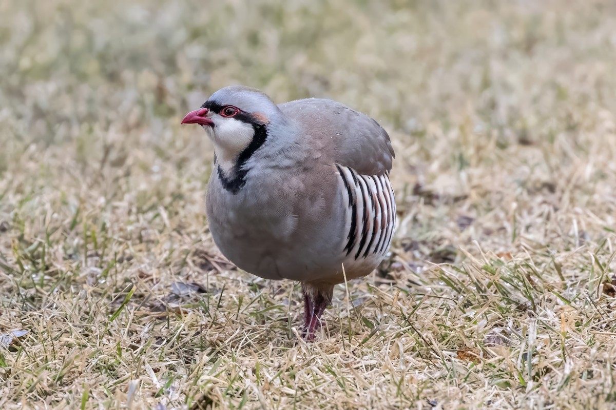 Chukar - ML620818899