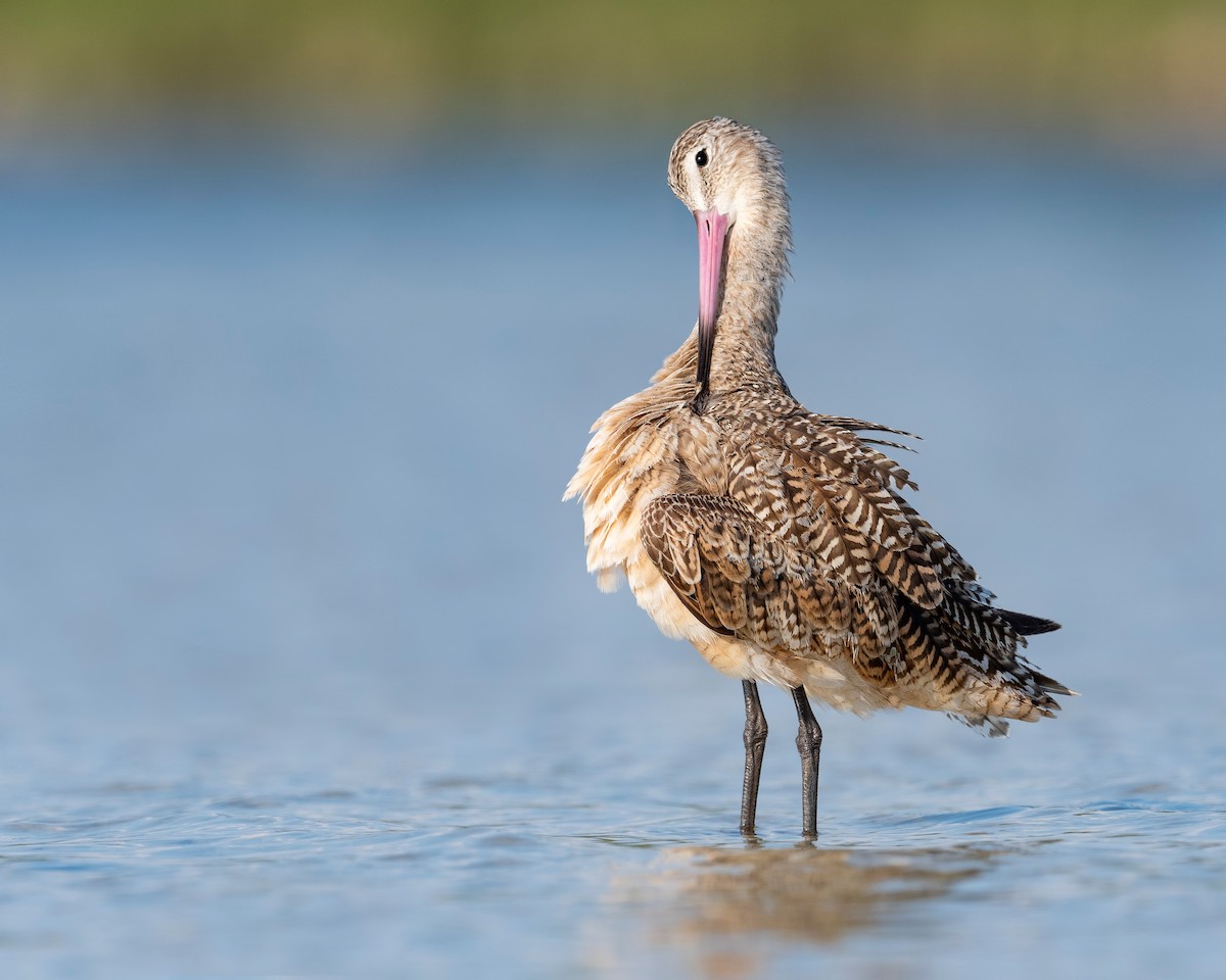 Marbled Godwit - ML620818900