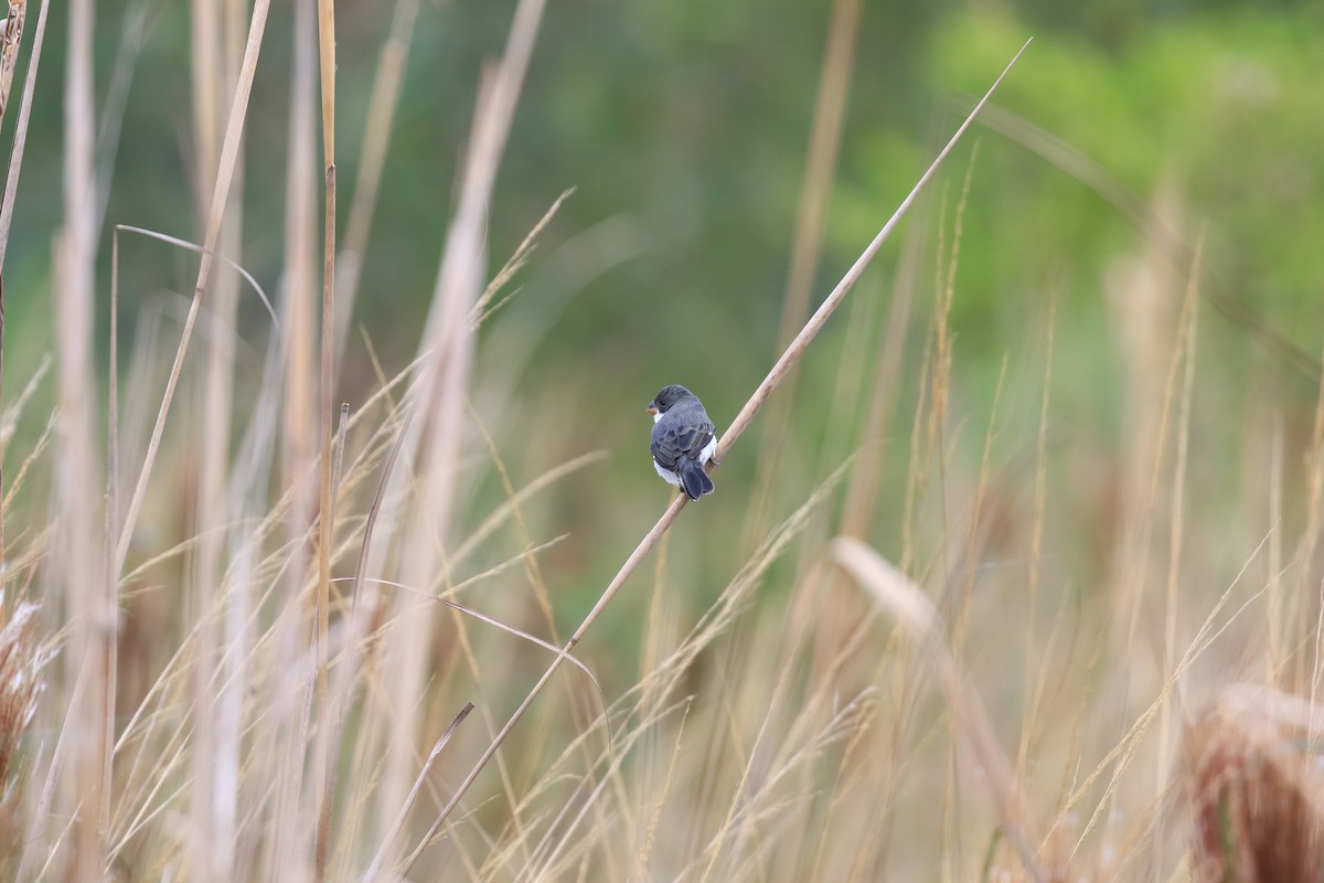 White-bellied Seedeater - ML620818904