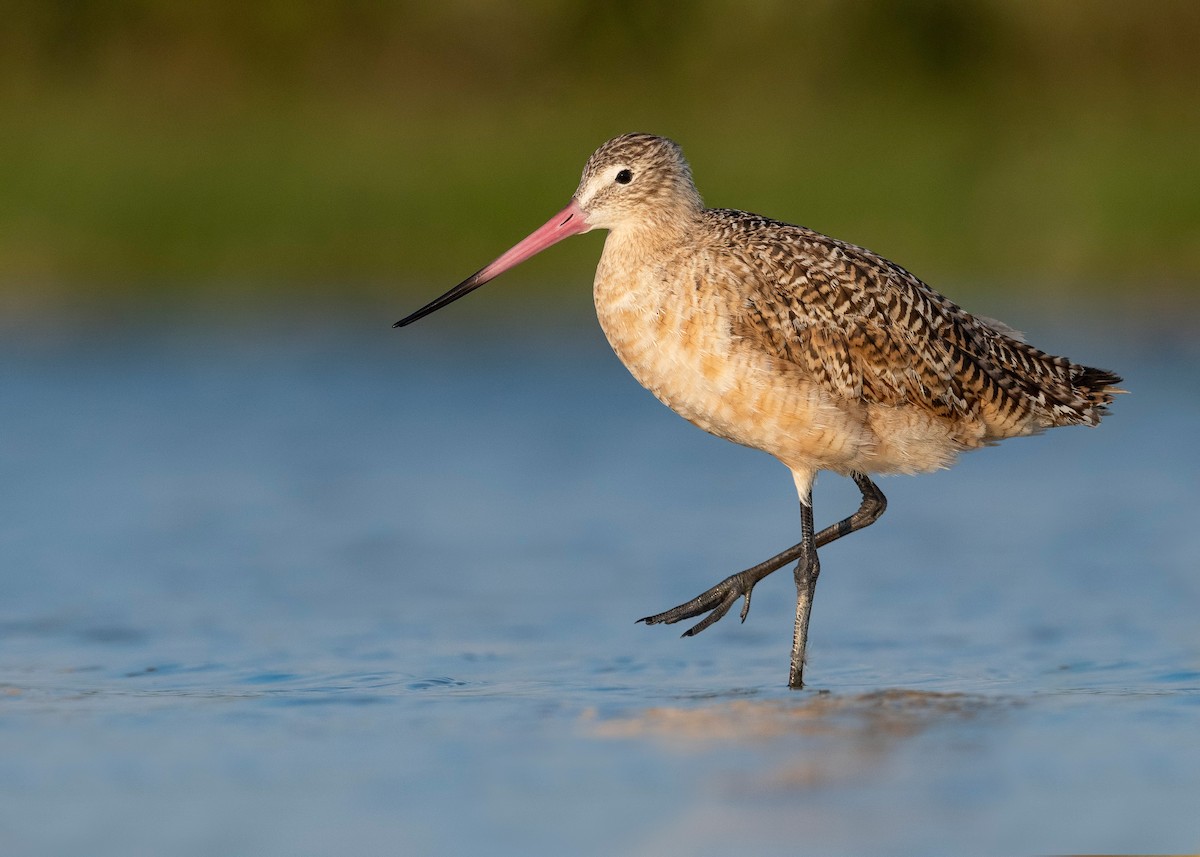 Marbled Godwit - ML620818906