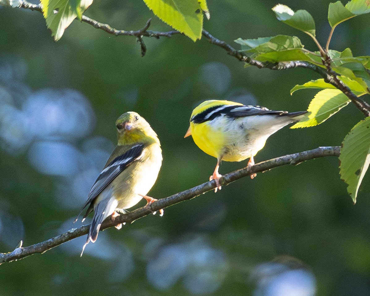 American Goldfinch - ML620818908