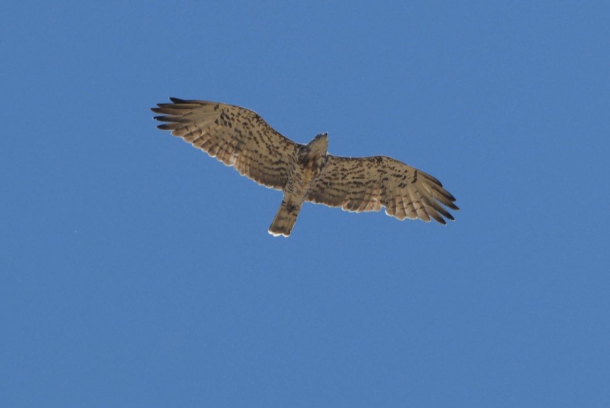 Short-toed Snake-Eagle - ML620818910