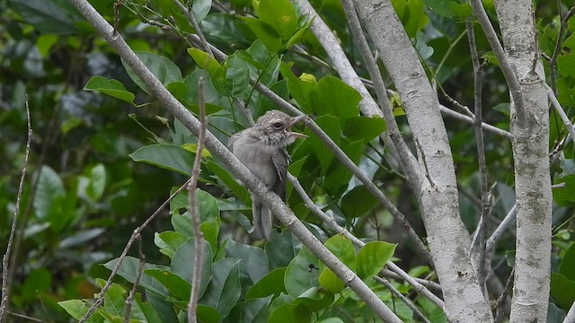 Common Woodshrike - ML620818914