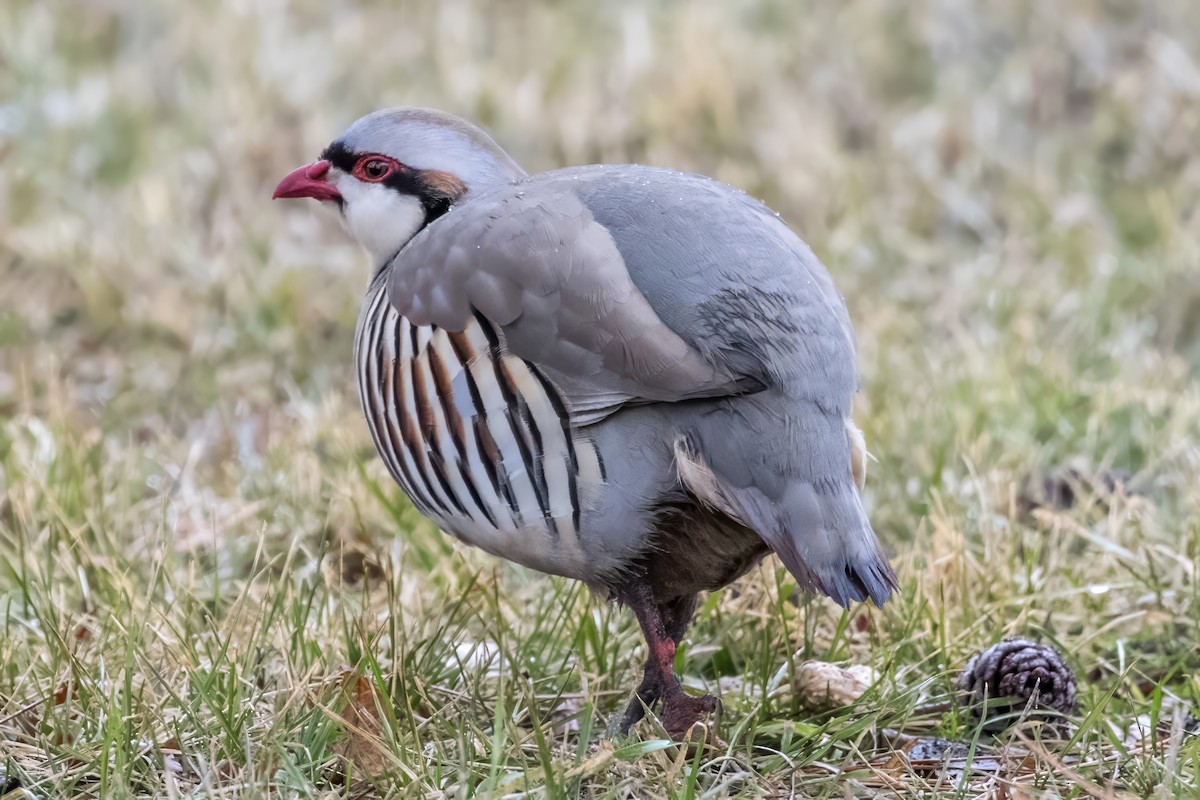 Chukar - ML620818918