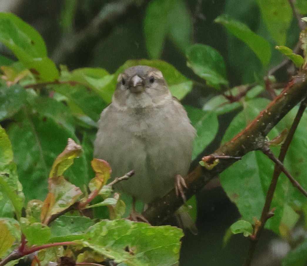 Passerellidae sp. (sparrow sp.) - ML620818919