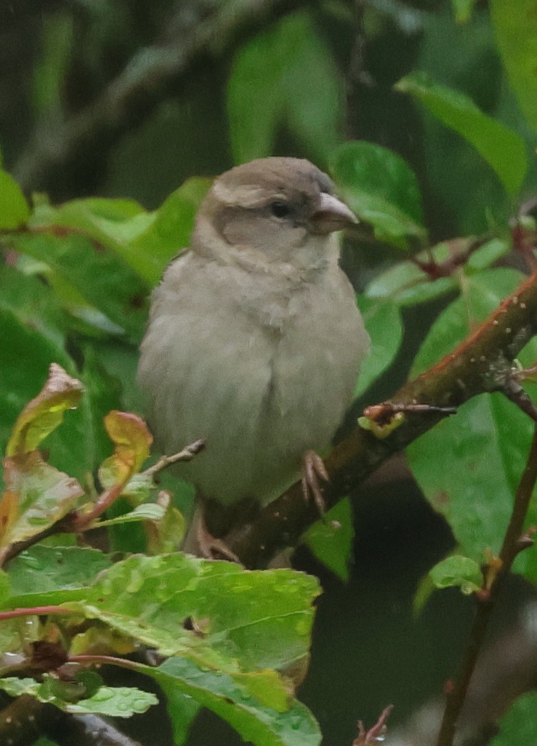 Passerellidae sp. (sparrow sp.) - ML620818920