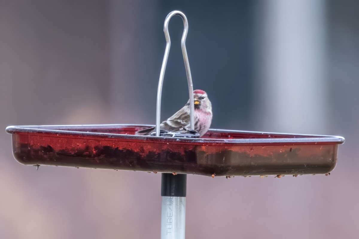 Common Redpoll - ML620818921