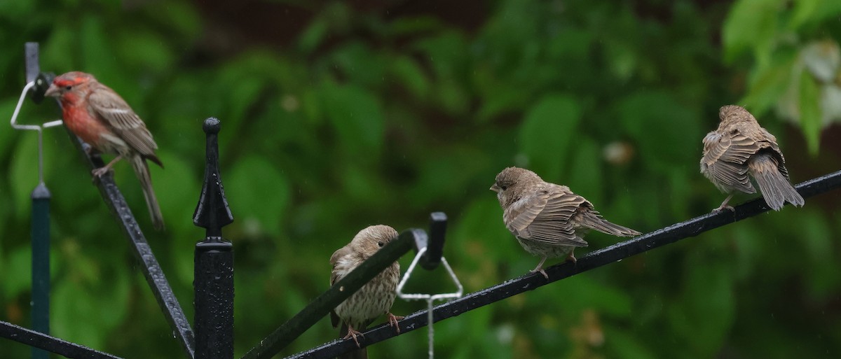 House Finch - ML620818923