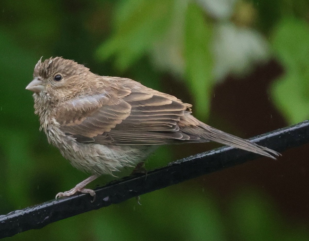 House Finch - ML620818924