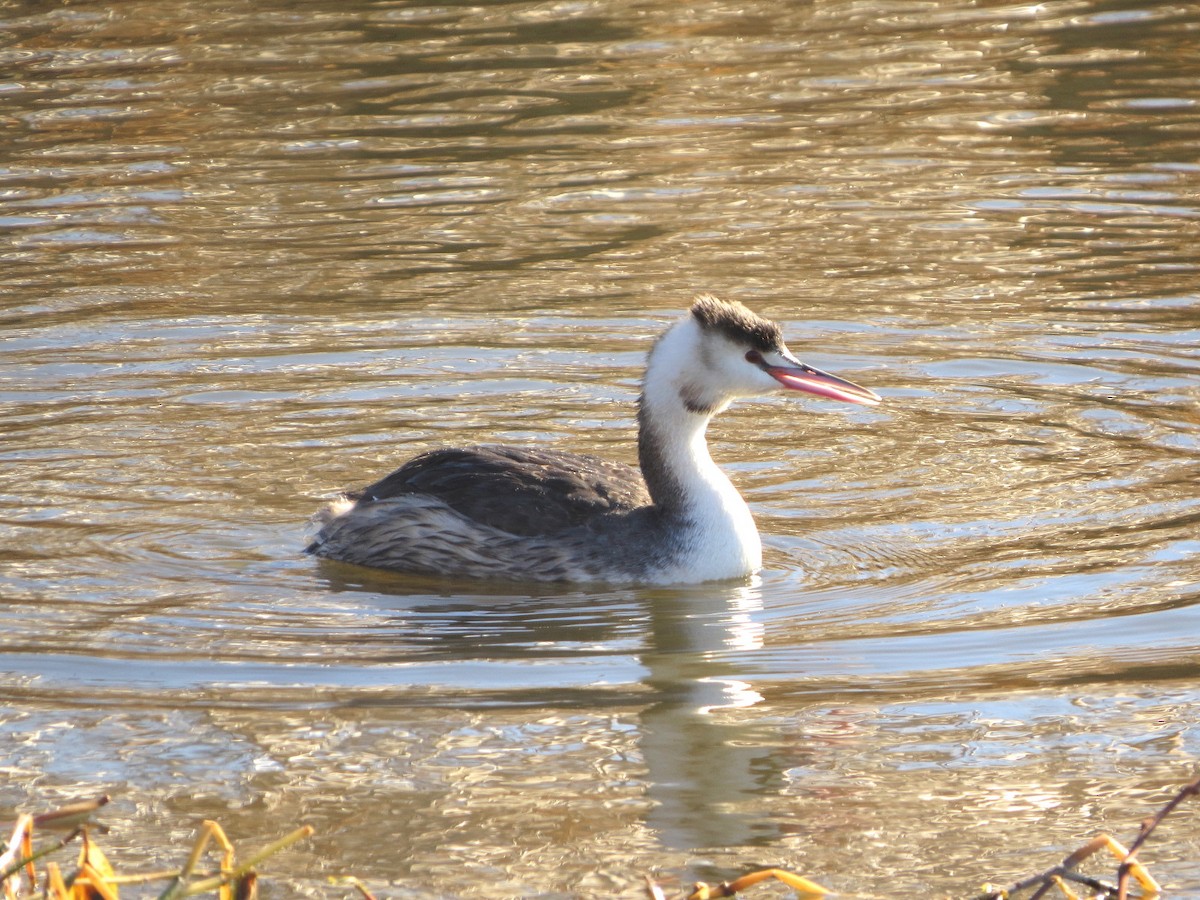 Great Crested Grebe - ML620818925