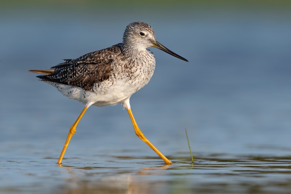 Greater Yellowlegs - ML620818927