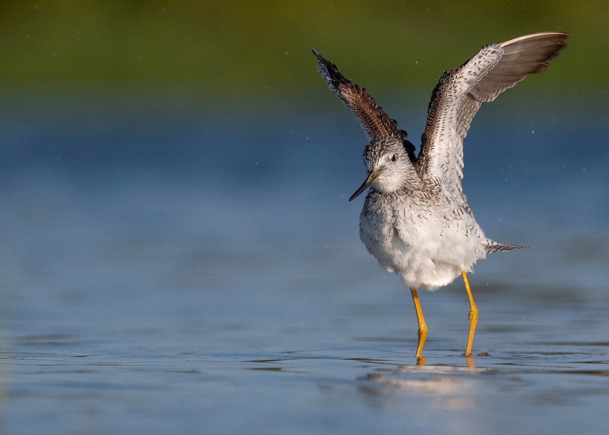 Greater Yellowlegs - ML620818928