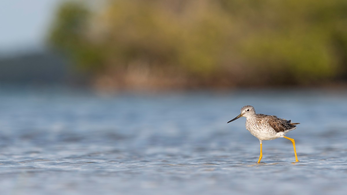 Greater Yellowlegs - ML620818929