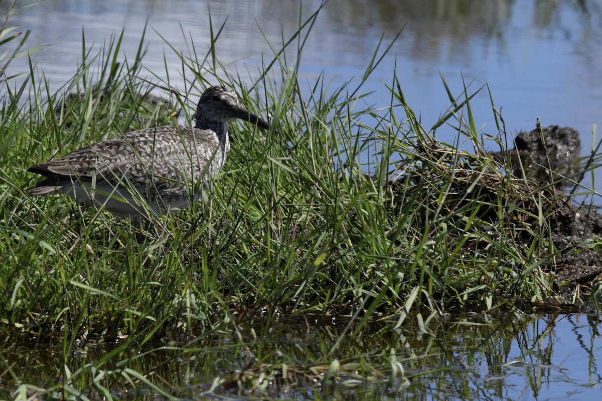 Willet - ML620818931