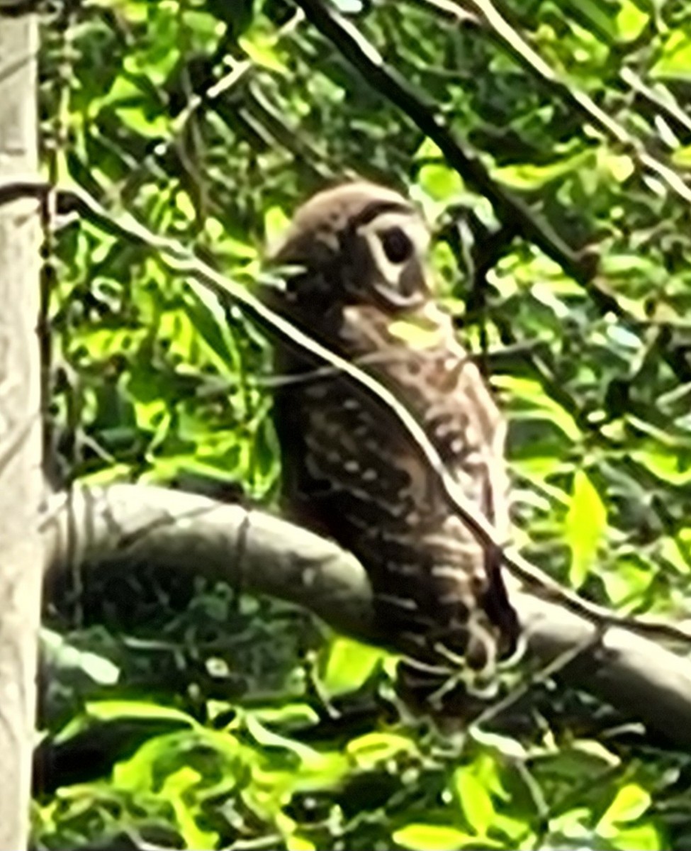 Barred Owl - ML620818933