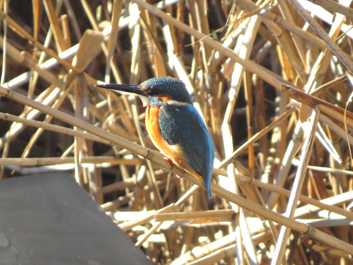 Common Kingfisher - ML620818941