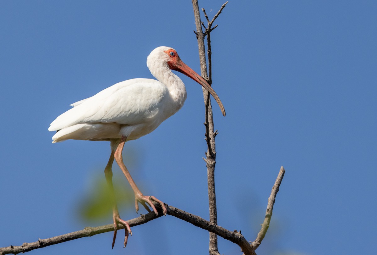 White Ibis - ML620818944