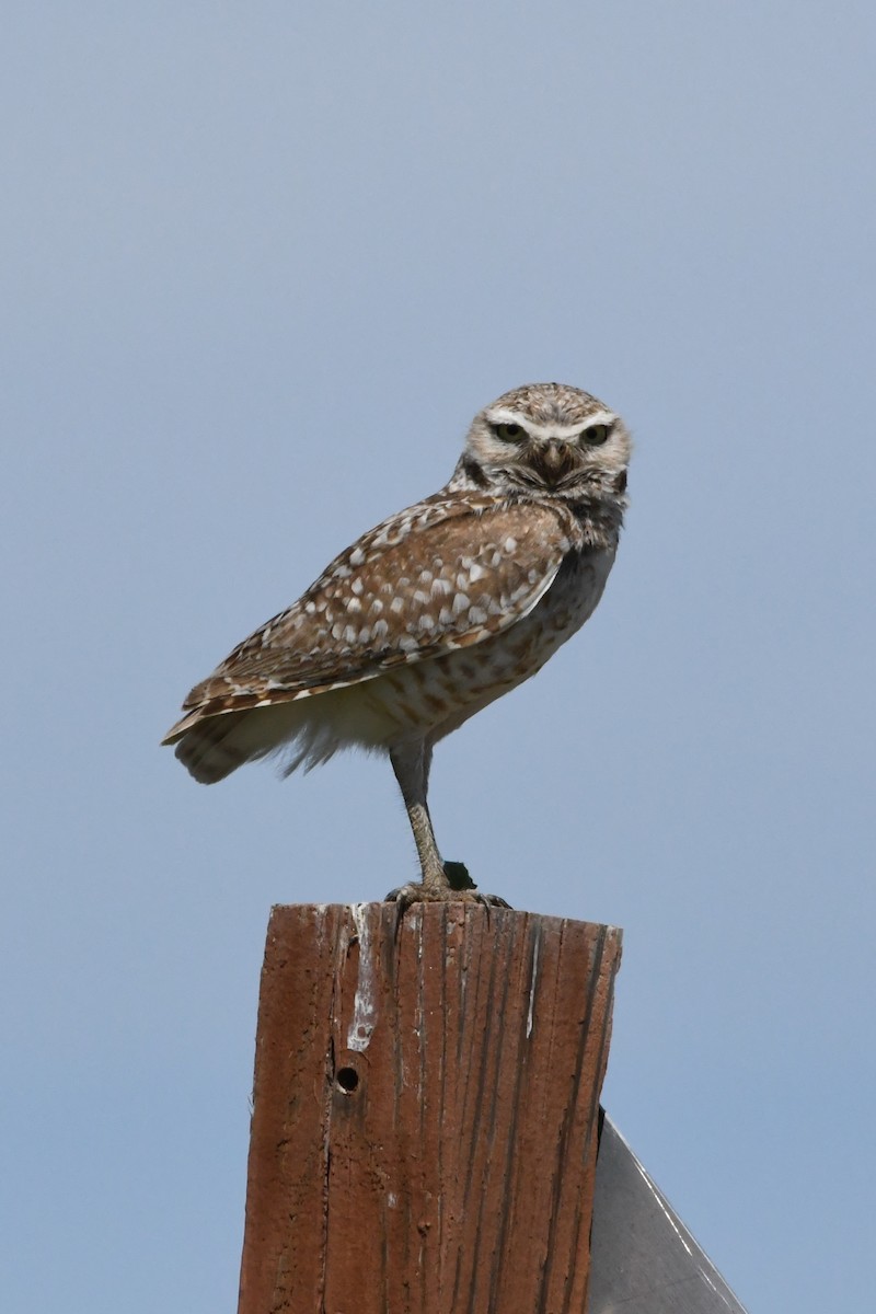 Burrowing Owl - ML620818958