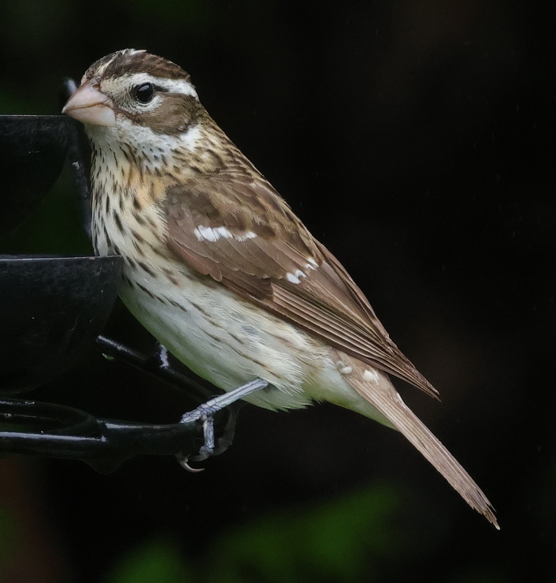 Rose-breasted Grosbeak - ML620818959