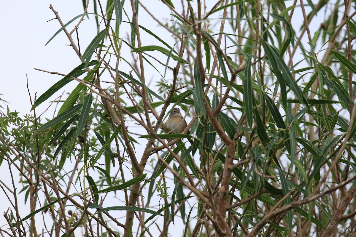 Grassland Sparrow - ML620818978
