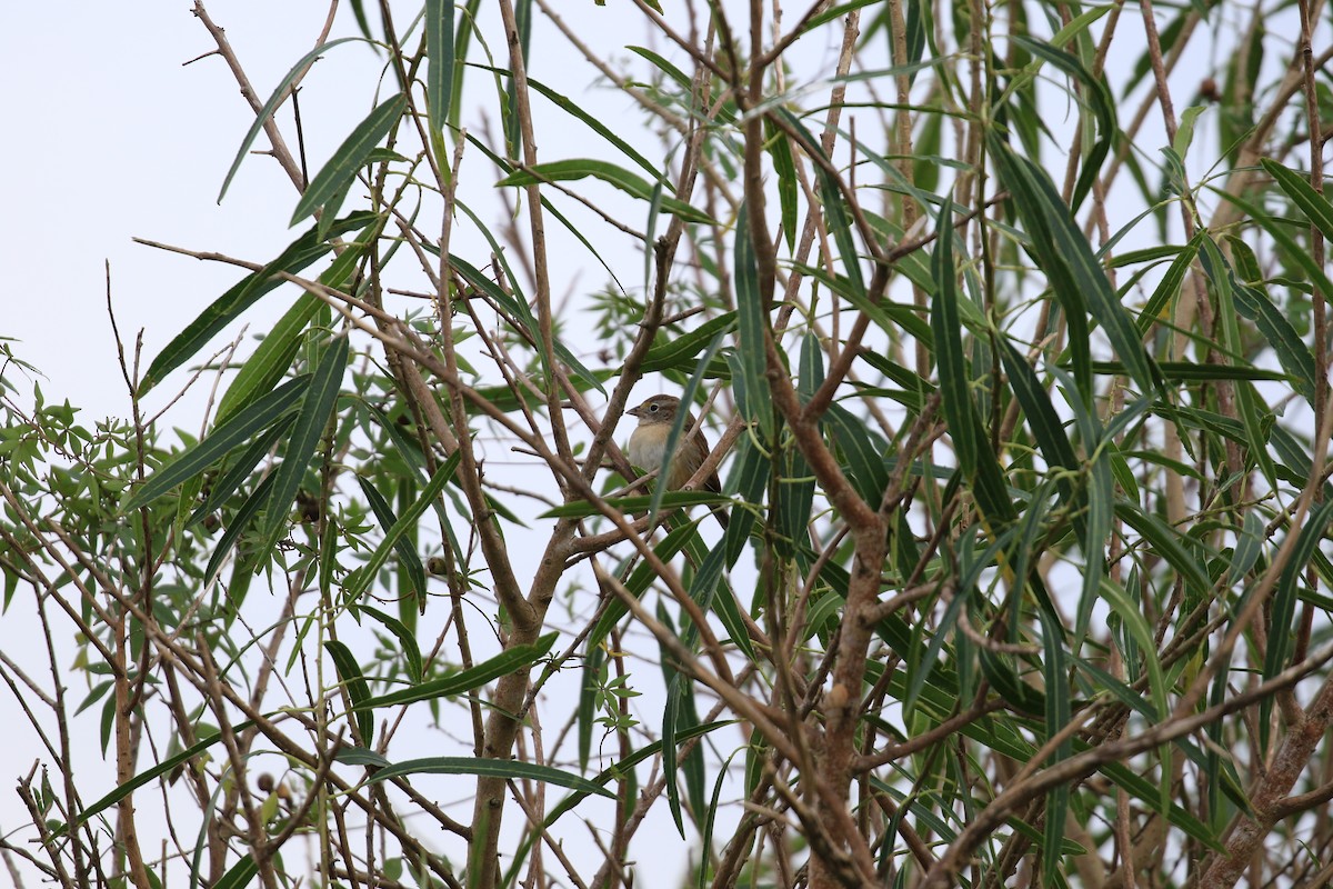 Grassland Sparrow - ML620818979