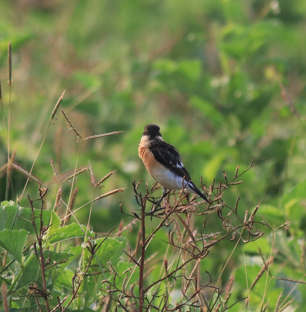 Siberian Stonechat - ML620818985