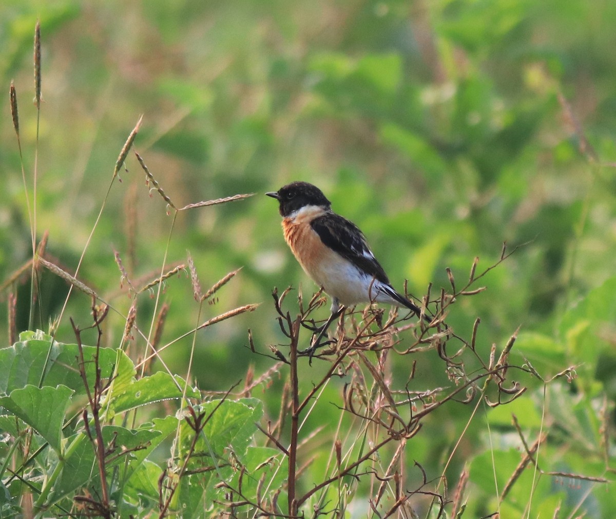 Siberian Stonechat - ML620818986