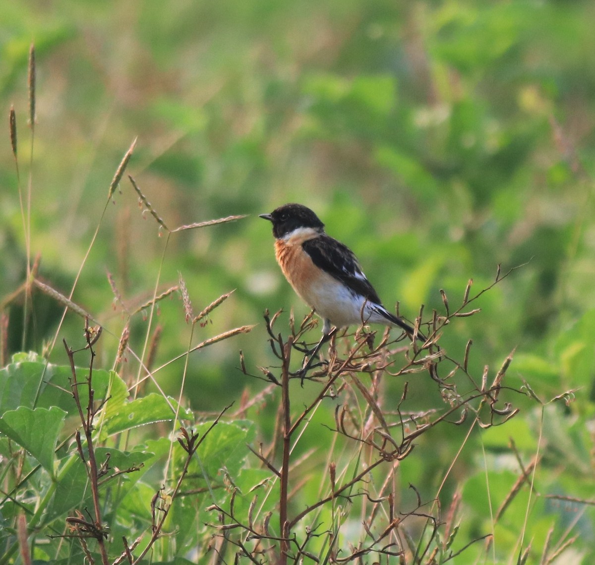 Siberian Stonechat - ML620818989