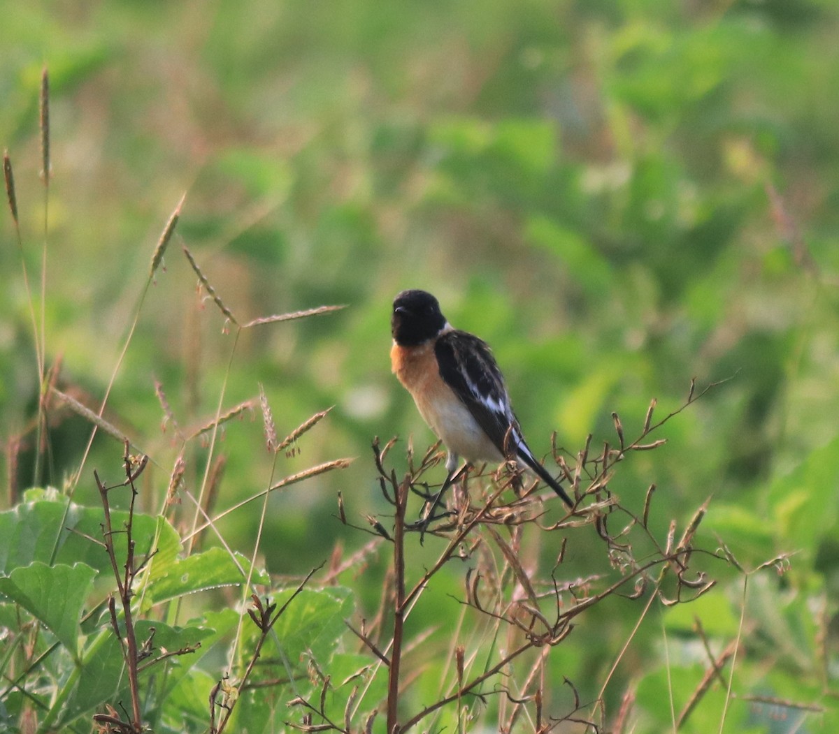 Siberian Stonechat - ML620818991