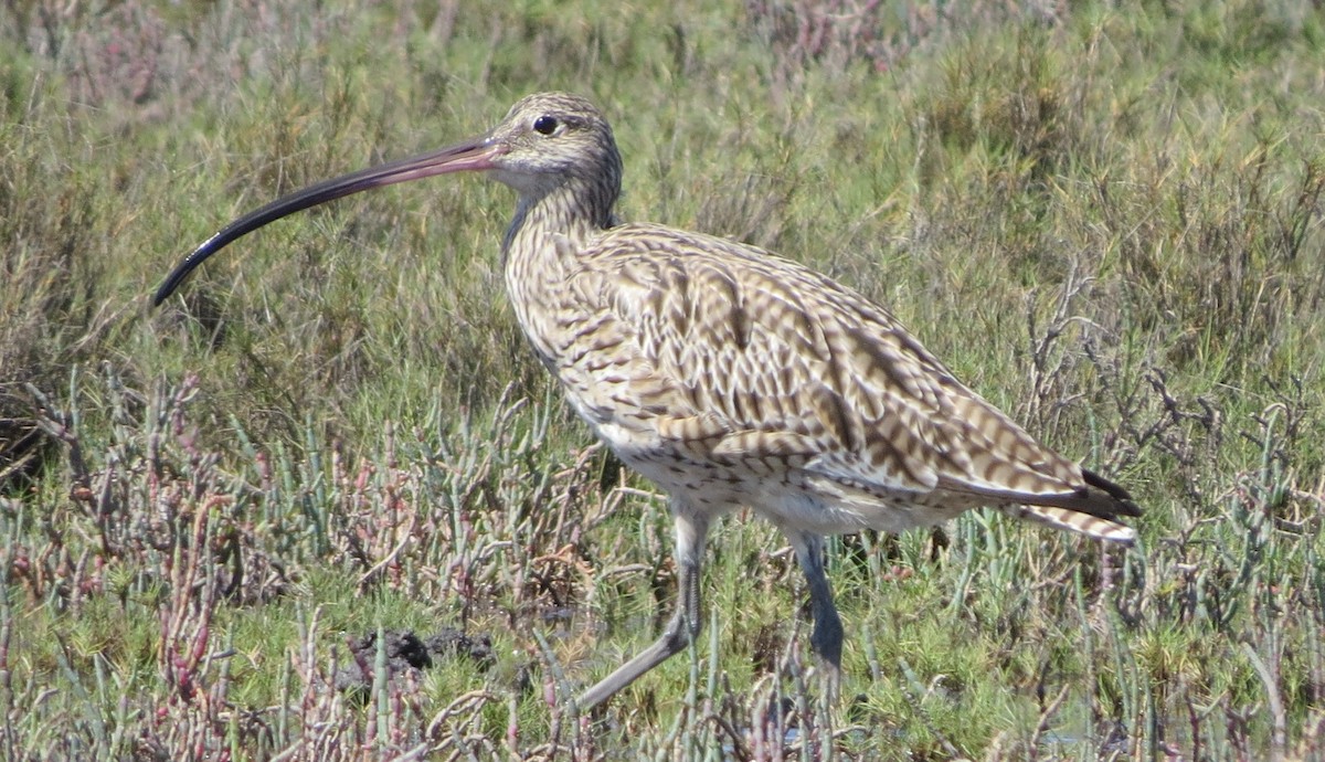 Zarapito Siberiano - ML620818997