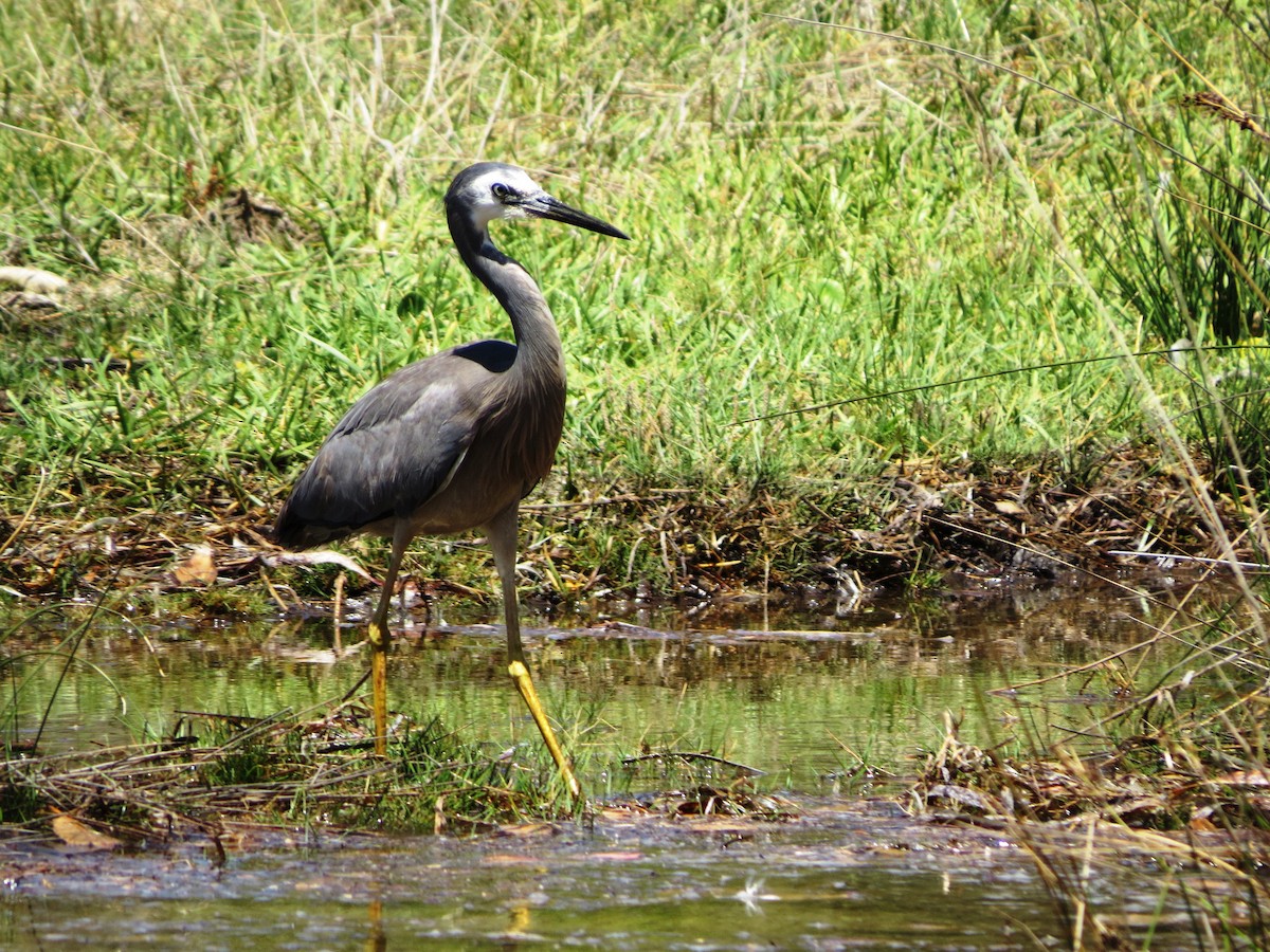 White-faced Heron - ML620818999