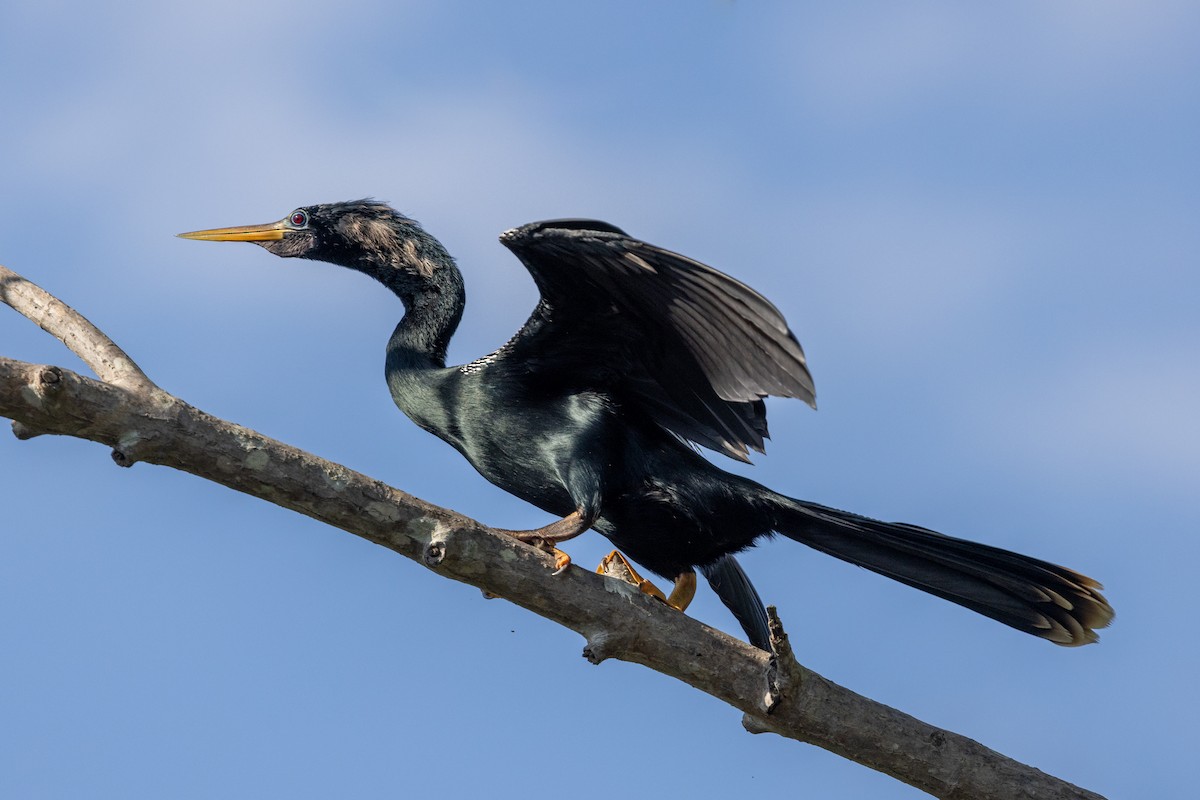 Amerika-Schlangenhalsvogel - ML620819001