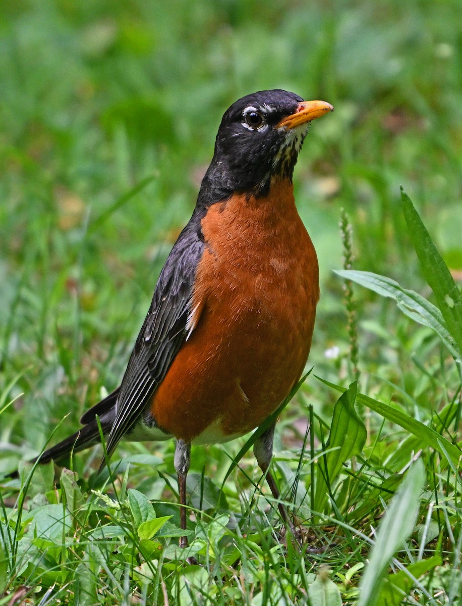 American Robin - ML620819004