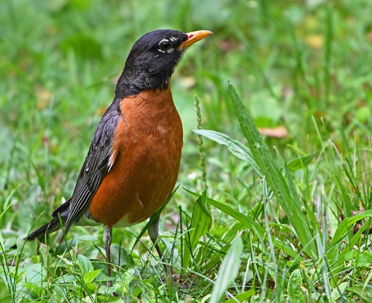 American Robin - ML620819005