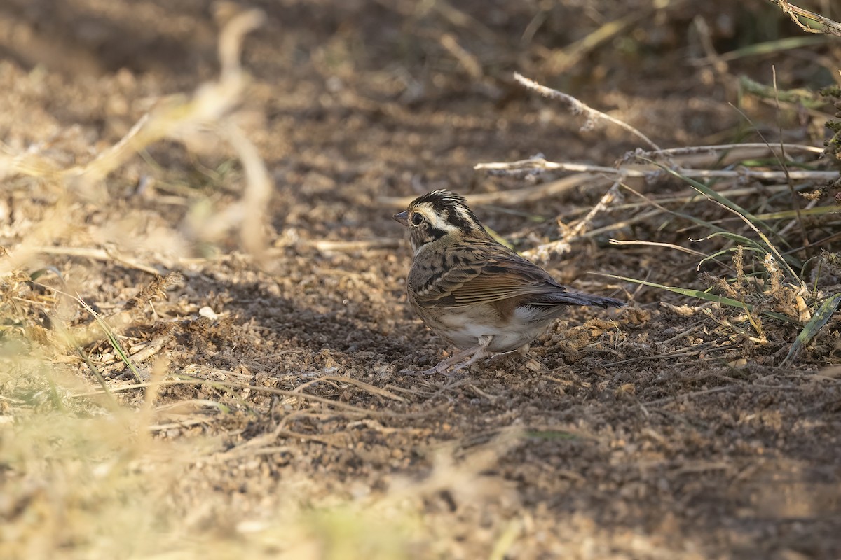 Tristram's Bunting - ML620819019