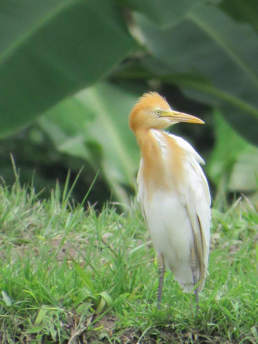 Eastern Cattle Egret - ML620819025