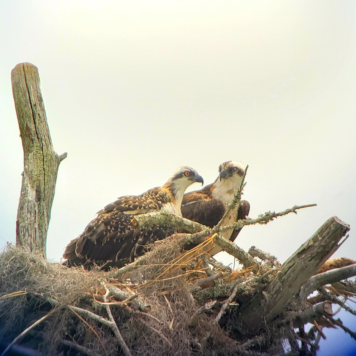 Osprey - G. Dwight Mueller