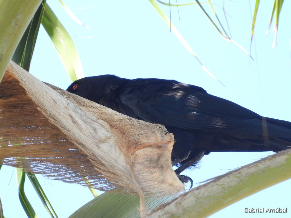 White-necked Crow - ML620819031