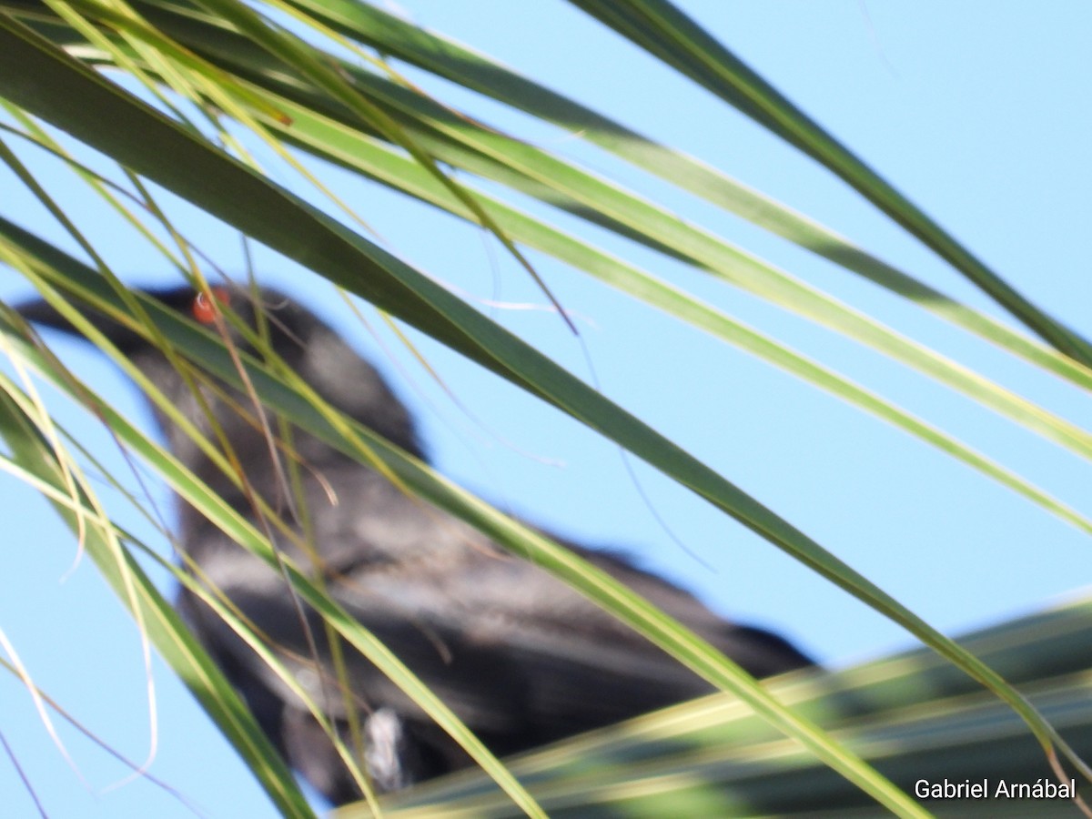 White-necked Crow - Gabriel Arnábal