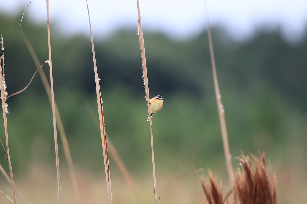 Sharp-tailed Tyrant - ML620819037