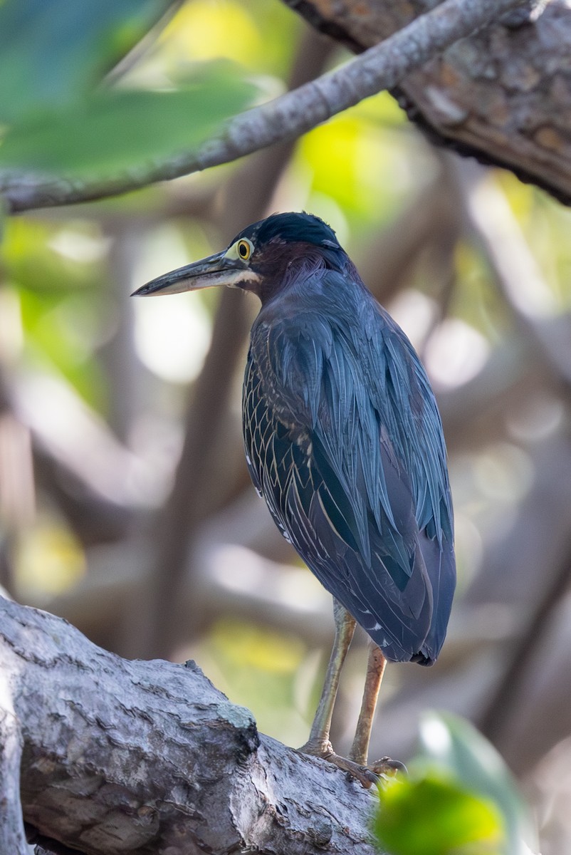 Green Heron - ML620819055